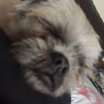 Rosie & Wiley - @r_n_r.puppies - Instagram