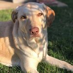 Rosie Wolfe - @rosie_wolfe_fam - Instagram