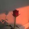 Roslyn 🌹 - @gabey.boy - TikTok