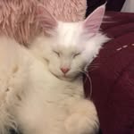 Ross Adamson - @fay_and_2_cats - Instagram
