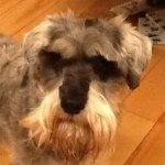 Ross Ahern - @ross_ahern_dogy - Instagram