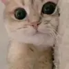 rossavery966 - @rossavery966 - TikTok