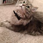 Mj Ross-Clements - @mjkittycat - Instagram