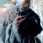 Ross Bratlee - @rosscoffeeart - Instagram