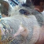 Ross Daly - @ross_daly3bib - Instagram