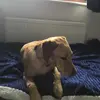 Ross Elkins - @rosselkins - TikTok