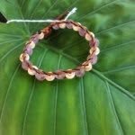 Ross Fischer - @pure_vida_jewelry - Instagram