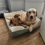 Ross Forrester - @rossforrester83 - Instagram