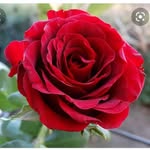 gole rose - @gol.rose.65 - Instagram