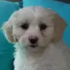ross.gould - @casper_cutestdogever - TikTok