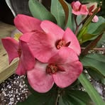 Ross Garden - Facebook