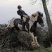 Ross Sport Horses Ireland - Facebook