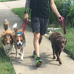 Ross Jacobs - @balancedpawsnorth - Instagram