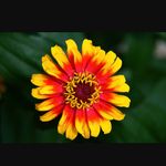 Ross Jacobs - @ross_jacobs21 - Instagram