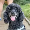 Ross Levine-Parsons - @ross.levineparson - TikTok