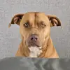 Ross Long - @rosslong2 - TikTok