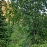 RoseAnn Mandigo Wood - @roseannwood9 - Instagram