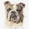 rossmatthews855 - @rossmatthews855 - TikTok