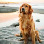 Ross Nielson - Facebook