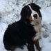 Ross Reddick - Facebook