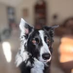 Carol Ross Shearer - @ladysilver8072 - Instagram