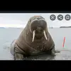 Ich mache dieses wahlross fame - @mache.das.wahlross.fame - TikTok