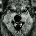 Ross Wardlaw - @wardlaw.ross - Instagram