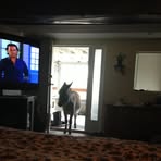 Ross Webber - Facebook