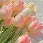 Rosy Lin - Facebook