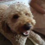 Rowan Carroll - @roropuppies - Instagram
