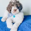rowanjames - @rowanjamescarroll - TikTok
