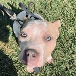 Rowan Foster - @row_foster - Instagram