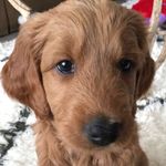 Rowan Martin🐾 - @rowan_thegoldendoodle - Instagram