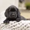 Rowan Mathews - @rowantheblacklab - TikTok