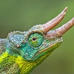 Rowan Stevens - Facebook