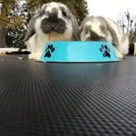 Rowan Stevens - @rowan.stevens.585 - Instagram