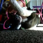 Rowan Turner - @rowan_the_pup - Instagram