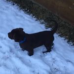 Rowdy Nelson - @smokincrow_gundogs - Instagram