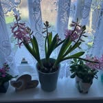 Rowena Clarke - @clarkerowena33 - Instagram