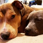 Rowena & Gray - @snoozin_staffygirls - Instagram