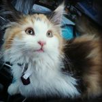 Rowena Gray - @mainecoon_rowena - Instagram