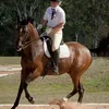Rowena Knight10 - @equinephysics - TikTok