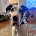 Rowena Ravenclaw Saunders - @rowena_the_dane - Instagram