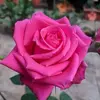Roxana Arguettt - @roxana.argueta4 - TikTok