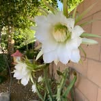 Roxana Smith - Facebook
