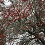 Roxann Brown - @roxann.brown.75 - Instagram