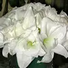 Roxanne Fields - @roxanne.fields - TikTok