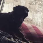 roxann wilson - @roxybooooooo - Instagram