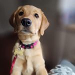 Roxanne Clerihew Abbott-Brown - @rabbottbrown - Instagram