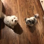 Roxanne And Arthur Fonzi Rowen - @boxofroxandfonz - Instagram
